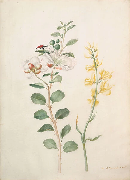 Study of Capers, Gorse, and a Beetle, 1693. Creator: Sybilla Merian