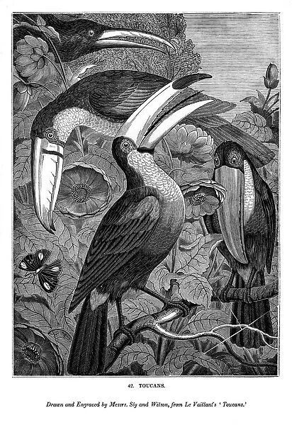 Toucans, c1770-1820 (1843). Artist: Messrs Sly and Wilson