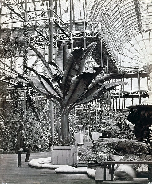 Tropical plants in the Egyptian Room, Crystal Palace, Sydenham, London, 1854. Artist