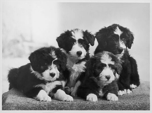 Bearded Collie  /  Puppies