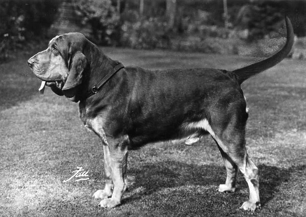 Fall  /  Bloodhound  /  1963