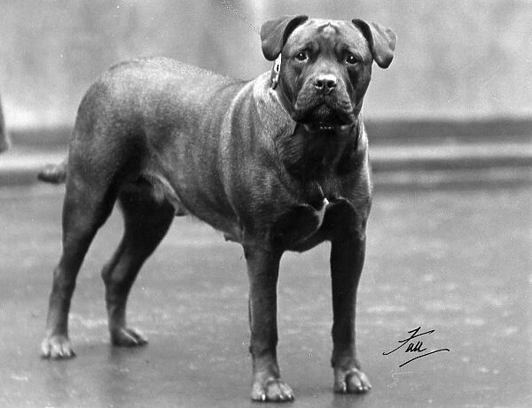 Fall  /  Bull Mastiff 1938
