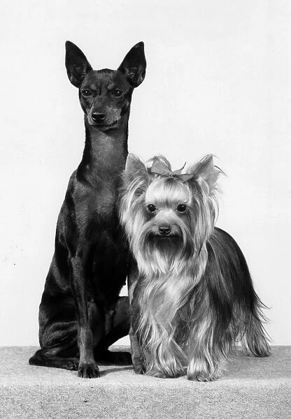 Toy Terrier and Yorkie