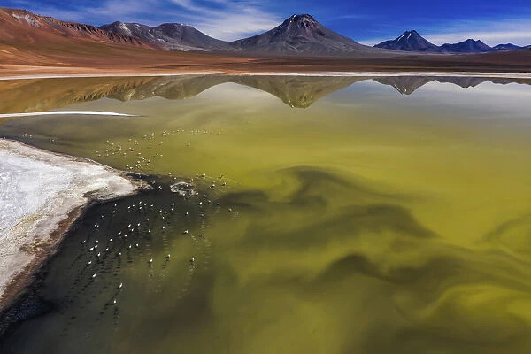 Blooming algae and rare Andean flamingos in a high altitude lake, San Pedro De Atacama, Chile