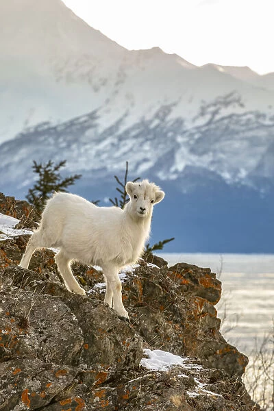 Dall Sheep Lamb, Alaska, USA