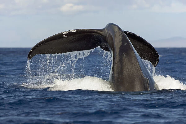 Hawaii, Lanai, Tail of a humpback whale (Megaptera novaeangliae)
