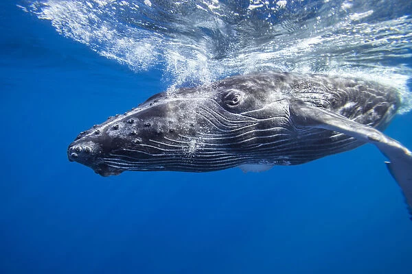 Humpback whale (Megaptera novaeangliae) underwater; Hawaii, United States of America