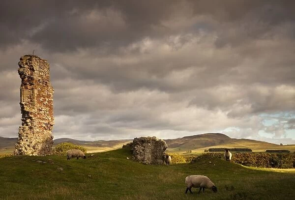 Ruins Of Cessford Castle With Sheep Grazing In The Field; Scottish Borders, Scotland