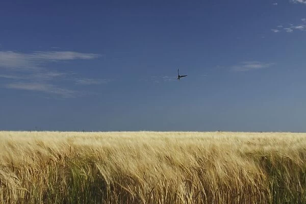 A Swallow Flying Low Over A Barley Field In East Cork In Munster Region; Ballycotton, County Cork Ireland