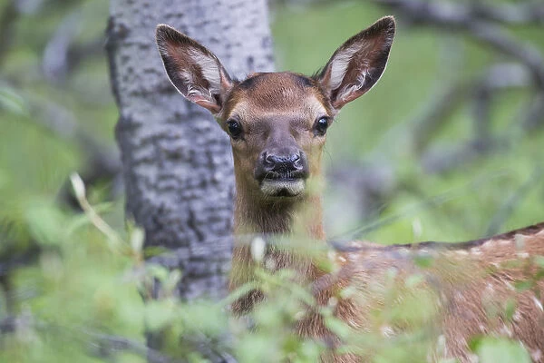 Young Elk (Cervus Canadensis), Jasper National Park; Alberta, Canada
