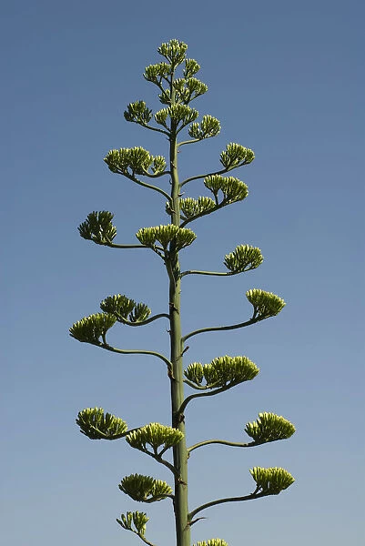 agave americana marginata, agave