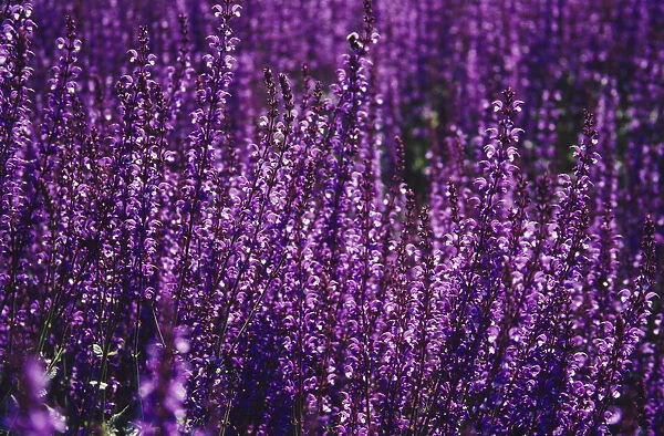 DSM_0193. Salvia sylvestris May night. Salvia. Purple subject