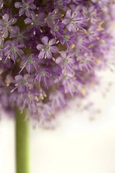 EJT_0004. Allium Hollandicum Purple sensation. Allium. Purple subject. White background