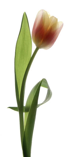 PT_0056. Tulipa - variety not identified. Tulip. Peach subject. White b / g