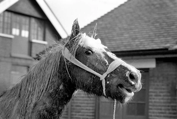 The yearling piebald, Welsh cob type pony which was rescued from the mud pit in Crow Lane