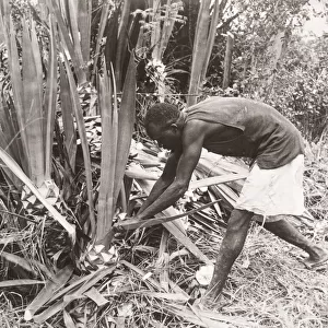 1940s East Africa - Uganda - cutting sisal