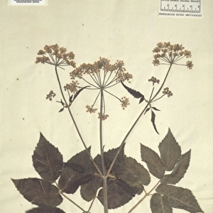 Aegopodium podagraria, goutweed