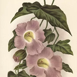Bengal clockvine, Thunbergia grandiflora