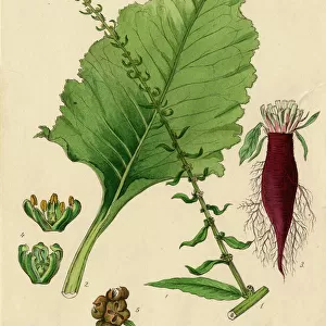 Beta vulgaris, spinach beet