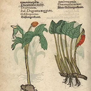 Bog arum, Calla palustris