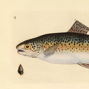 Brown trout, Salmo trutta fario