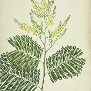 Caesalpinia sp