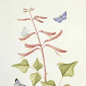 Calestrina argolus, holly blue butterfly