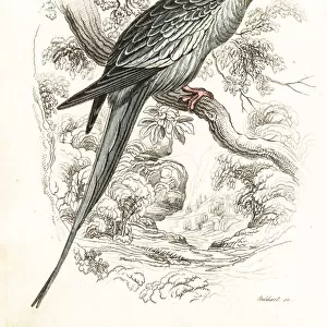 Cockatiel, Nymphicus hollandicus