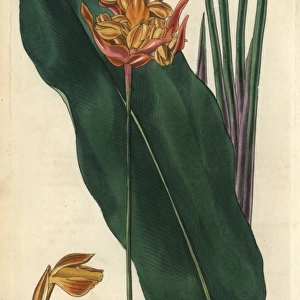 Coloured-spike phrynium, Phrynium coloratum