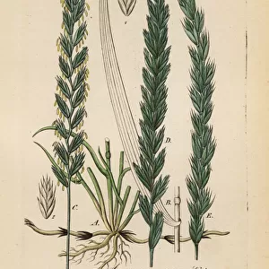 Couch grass, Elymus repens