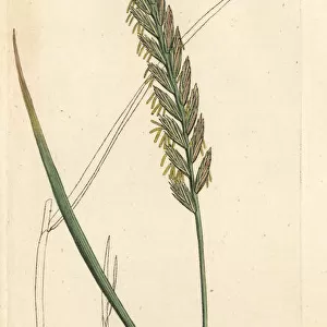 Creeping wheat-grass or couch grass, Triticum repens
