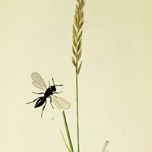 Curtis British Entomology Plate 309