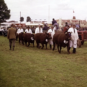 Display of cattle at annual County Show, Devon