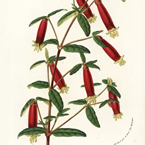 Eastern correa, Correa reflexa var. cardinalis