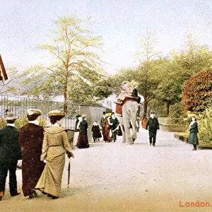 An elephant taking people for a ride at London Zoo