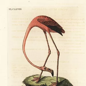 Flamingo, Phoenicopterus species