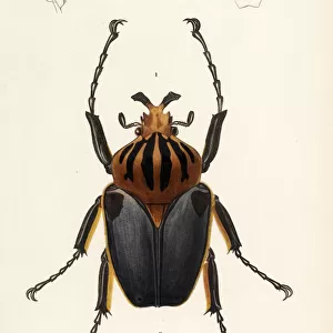 Goliath beetle, Goliathus cacicus