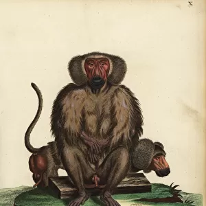Hamadryas baboon, Papio hamadryas