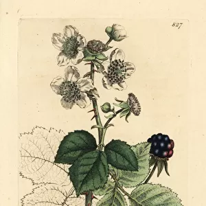 Hazel-leaved bramble, Rubus corylifolius