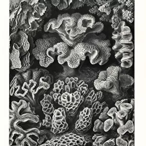 Hexacorallia stony coral skeletons