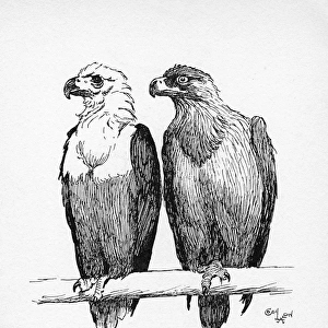 Illustration by Cecil Aldin, Two Eagles