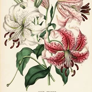 Japanese lily varieties, Lilium specioseum