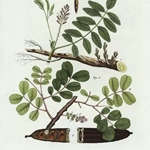 Liquorice and carob tree