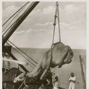 Loading a Camel onto a ship at Aden, Yemen