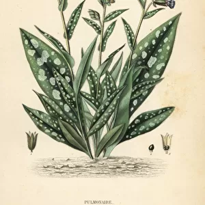 Lungwort, Pulmonaria officinalis