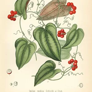 Mexican sarsaparilla, Smilax aristolochiifolia