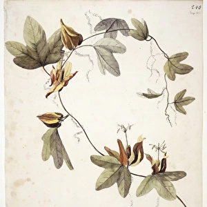 Passiflora aurantia, passionflower