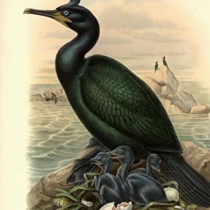 Shags Related Images