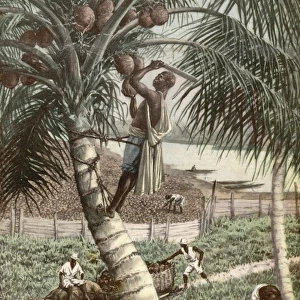 Picking Coconuts / Africa