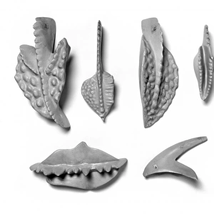 Plaster models of conodonts